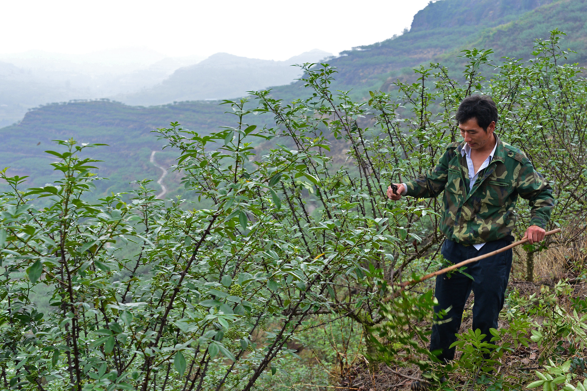 Green pepper farmer prunes his pepper trees in China
