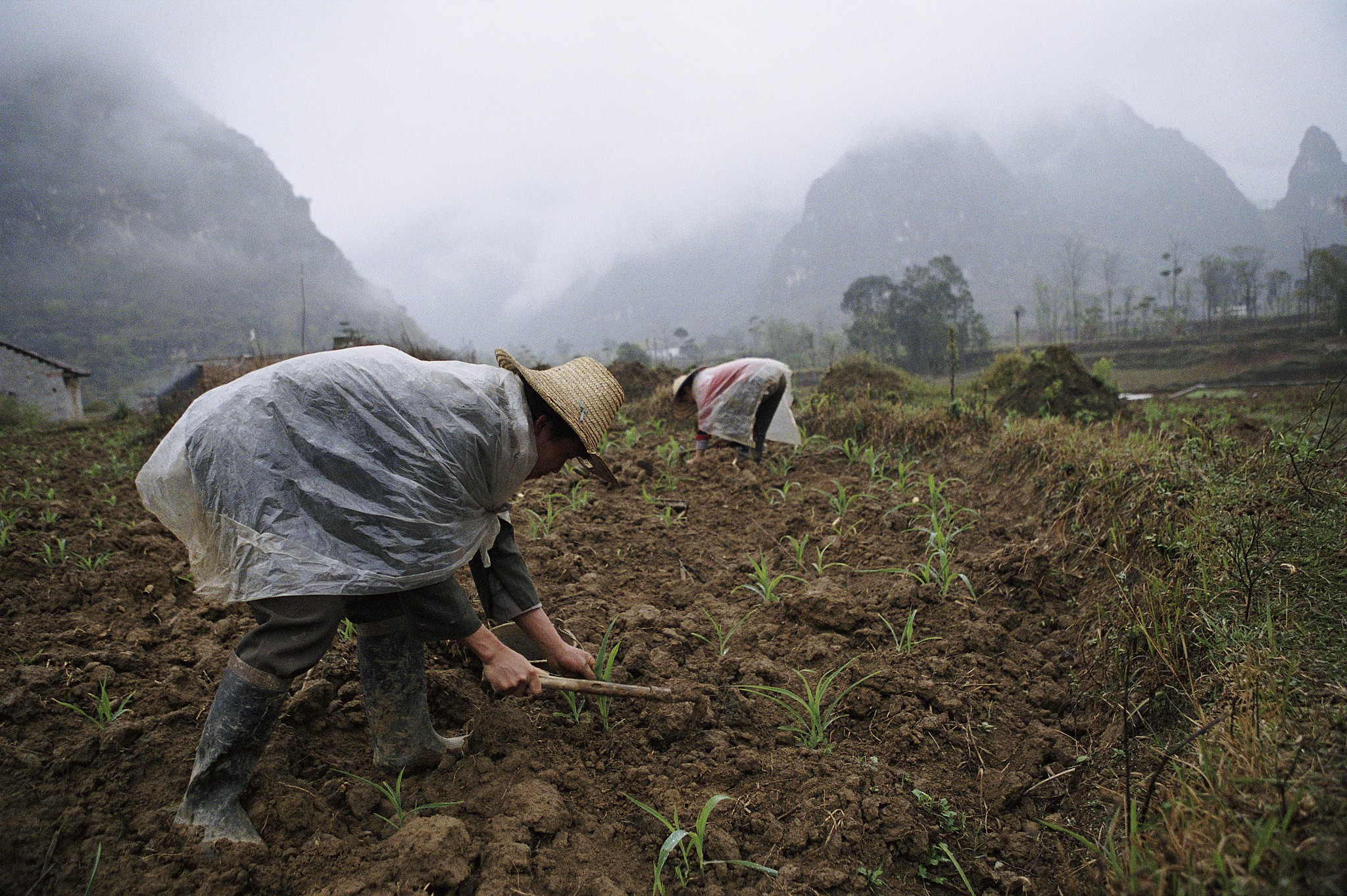 Small holder farmers in China tilling land by hand