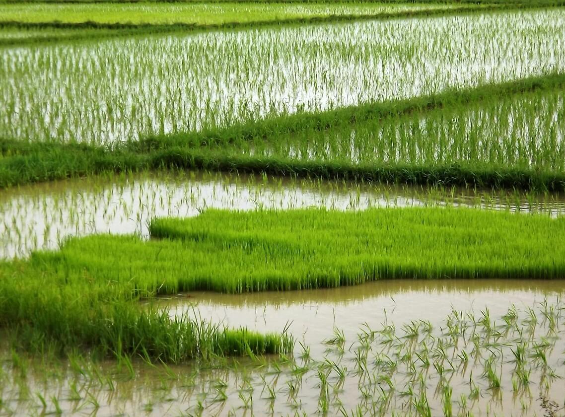 Long-term Diffusion And Impact Of Flood-tolerant Rice - CEGA