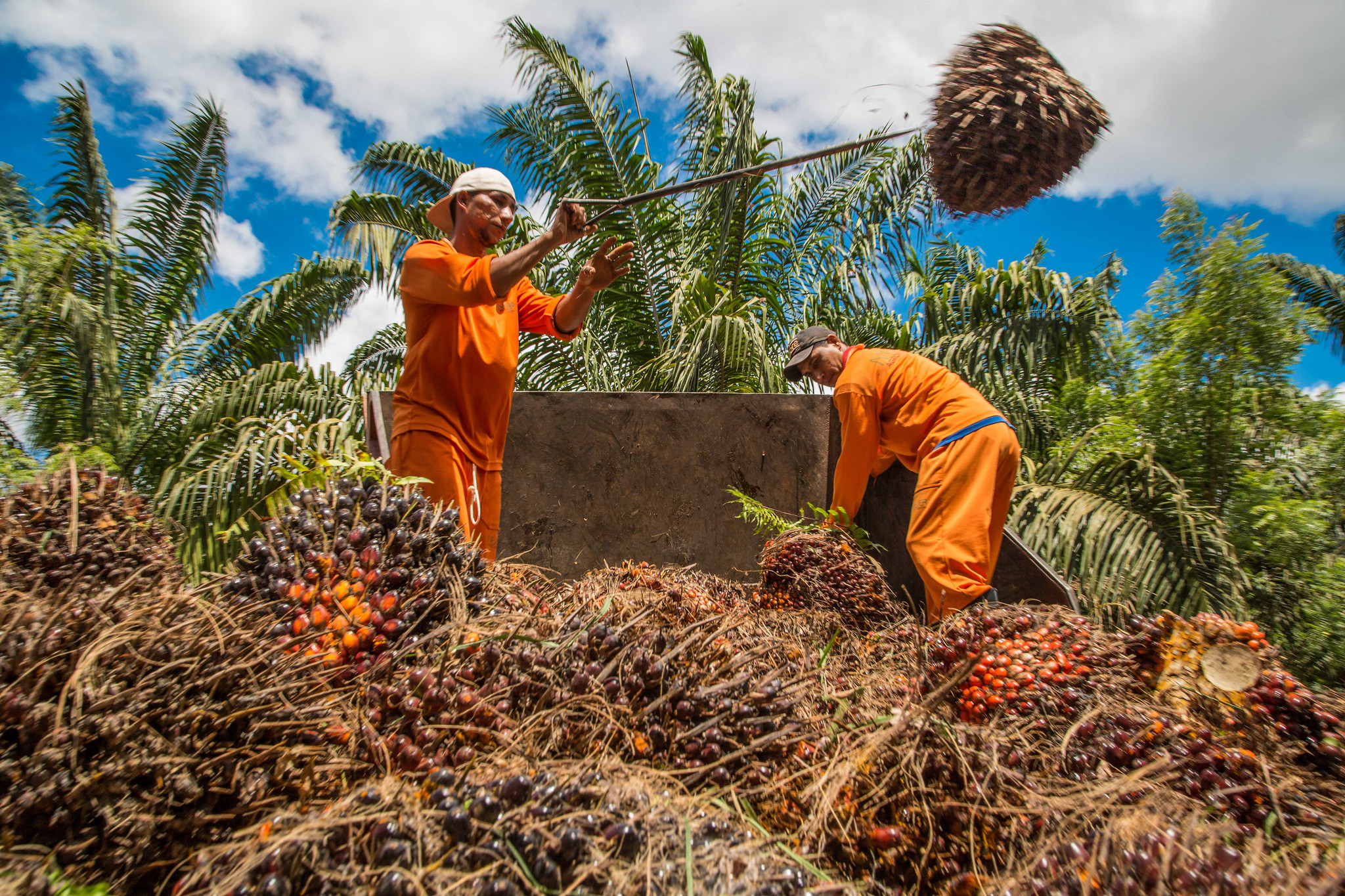 Oil palm workers in Brazil