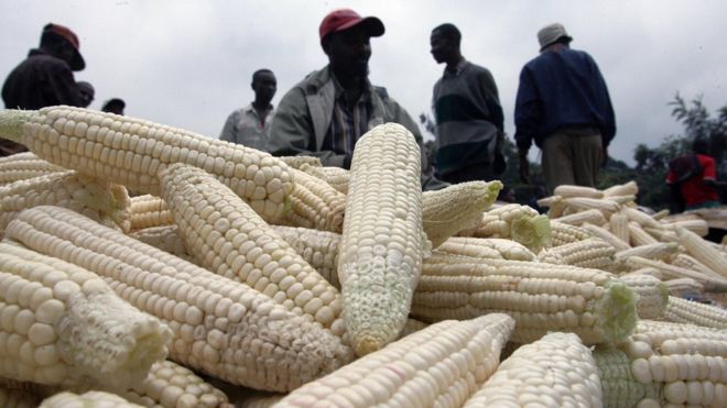 Maize farmers in Kenya