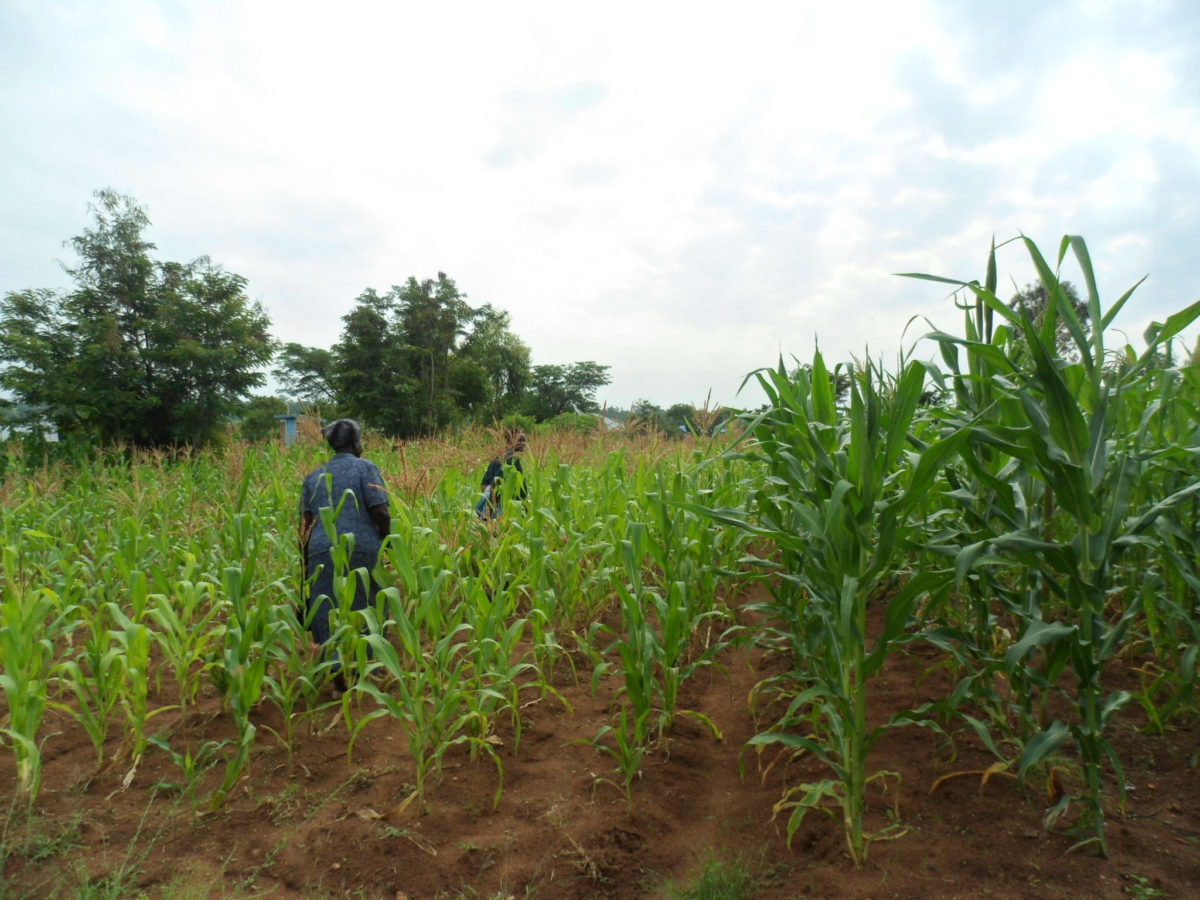 Agriculture in West Kenya 2